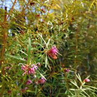 カンガルーポー,グレビレア アメジスト,オージープランツ,ネイティブプランツ,aussie gardenの画像