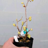 トサミズキ（土佐水木）,盆栽,ミニ盆栽,盆栽苗木,まめ盆栽の画像