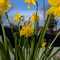 エキナセア,ミニ水仙の画像