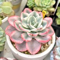 成長記録 アトランティス錦,エケベリア アトランティス錦,斑入り多肉,神奈川タニラー,多肉男子の画像