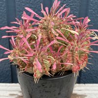 笹蟹丸,笹蟹丸,多肉植物,ユーフォルビア,多肉植物のある暮らしの画像