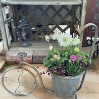 アネモネ,アルメリア,クローバー,ティアレラ,寄せ植えの画像