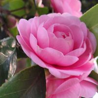 ツバキ,水菜,小さな庭の画像