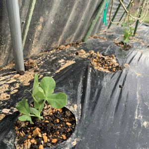 スナップエンドウ,キャベツ,白菜,白菜,島唐辛子の画像