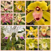 カトレア,花のある暮らし,お出かけ先にて,はるが来た！,蘭の花の画像