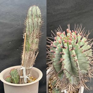 E.horbia'daiso No.2',E.horbia'daiso No.2',多肉植物,ユーフォルビア,花のある暮らしの画像