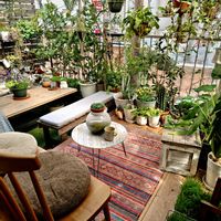 アネモネ,キンモクセイ,花かんざし,早春,バルコニーガーデニングの画像