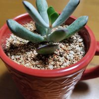 福娘,多肉植物,ガーデニング,プクプク,神戸っ子だョ‼️全員集合の画像