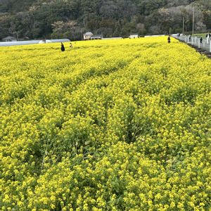 エケちゃんたちの花✨,ガーデニング,ウッドデッキ,寄せ植え大好き,お迎え多肉の画像