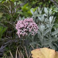 カレックス,ヒューケラ,シルバーレース,ニワトコ,ニワトコの画像