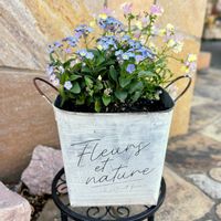 ネメシア,コルジリネ,ミオソティス ミオマルク,アガベ　ジェミニフローラ,花苗の画像