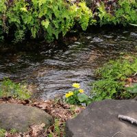 リュウキンカ,花いろいろの画像