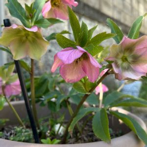 クリスマスローズ,玄関アプローチの画像