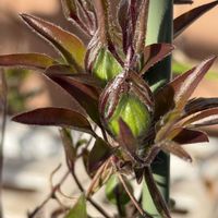 フリージア,ブルーベリー,ムスカリ,イチゴの花,鉢植えの画像
