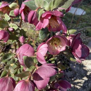 クリスマスローズ,クリスマスローズ サリーズシェル,放置栽培,神奈川県,庭の画像