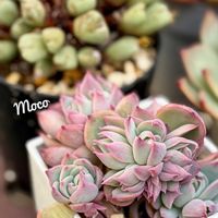 フェロモン,多肉植物,紅葉する多肉,エケベリア属,多肉植物のある暮らしの画像