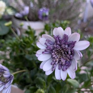 オステオスペルマム,平和を願う,青い花マニア,美しく青きドヨウ,医療関係者に感謝の画像