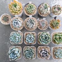 花月夜,プリドニス,ダーリーサンシャイン,シャーロット,モンブランの画像