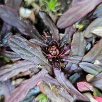 アジュガの画像