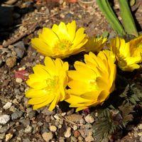 フクジュソウ,可愛い,花のある暮らし,緑のある暮らし,植物のある暮らしの画像