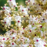 エルダーフラワー,ニワトコ,西洋ニワトコ,ニワトコの花,セイヨウニワトコ。の画像