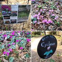 クリスマスローズ,シラー,原種シクラメンの画像