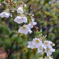 スイセン,ユキヤナギ,リキュウバイ,リキュウバイ（利休梅）,ギンモクセイの画像