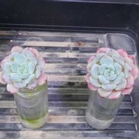 エケベリア,多肉植物,水耕栽培,多肉男子,水耕の画像