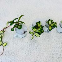 ホヤ・カルノーサ,ホヤ・カルノーサ,ホヤ・マチルダ,テラスの画像