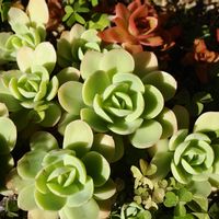 多肉植物,植中毒,多肉地植え,ミラーレス一眼,庭の画像