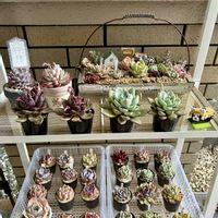 サクラ,子持ち蓮華,葉牡丹,ビオラ,メデューサの画像