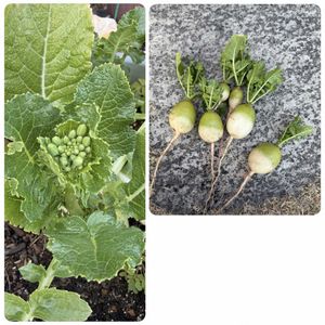 紅芯大根,プランター栽培,野菜遺産,野菜遺産PROJECTの画像