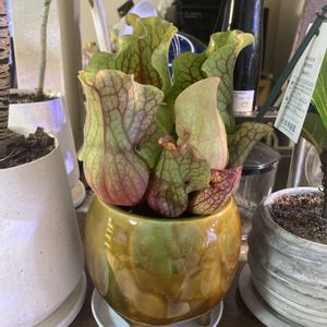 食虫植物,植物のある暮らし,食虫植物 サラセニア,ねこと緑のある暮らし,今日もありがとうの画像