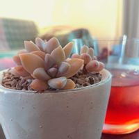 星美人,桃美人,ヤマモモ,ヤマモモ酒,多肉植物の画像