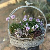 アルメリア,斑入りアラビス,EMS  ビオラ　スプリングシリーズ,ガーデン雑貨,ムスカリピンクサンライズの画像