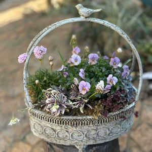 アルメリア,斑入りアラビス,EMS  ビオラ　スプリングシリーズ,ガーデン雑貨,ムスカリピンクサンライズの画像