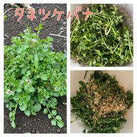 タネツケバナ,ミチタネツケバナ,山野草,神奈川県,山野草大好き協会の画像