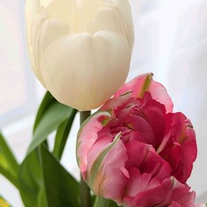 チューリップ,八重咲きチューリップ,切り花,北海道,いやされるの画像