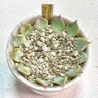 成長記録 チワワエンシス クサラレ,エケベリア チワワエンシス クサラレ,エケベリア チワワエンシス クサラレ,エケベリア チワワエンシス クサラレ,神奈川タニラーの画像