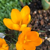 クロッカス,コリウス,エリゲロン,赤葉センニチコウ レッドフラッシュ,ビオラ ヌーベルバーグの画像