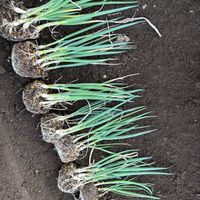 ネギ,長ネギ　夏扇４号,ガーデニング,種まき,楽しみ〜の画像