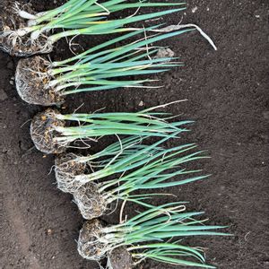 ネギ,長ネギ　夏扇４号,ガーデニング,種まき,楽しみ〜の画像