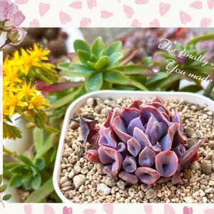 トランペットピンキー,多肉植物,エケベリア属,多肉大好き,放置栽培の画像