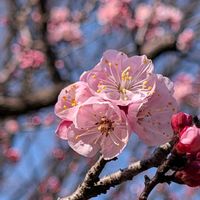 アンズ,カワヅザクラ,オオカンザクラ,亀戸中央公園,旧中川の画像