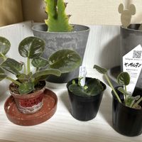 セントポーリア,神代植物公園,お花に癒される,平穏な日々への願い,それでも世界は美しいの画像