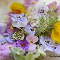 パンジー・ビオラ,ドライフラワー,切り花,ベランダガーデン,ガーデニングの画像