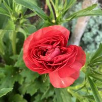 ラナンキュラス　ラックス,ラナンキュラスラックス ムーサ,球根,お花,おうち園芸の画像