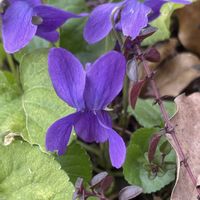 ニオイスミレ,ネコヤナギ,ムスカリ,ムスカリ,ピンクネコヤナギの画像