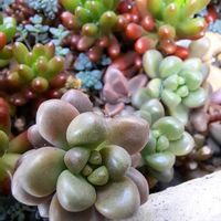 セダム,ピンクルビー,多肉植物,季節の花,庭のお花の画像