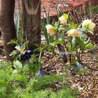 クリスマスローズ,ユーフォルビア,ガーデニング,いつもありがとう♡,花のある暮らしの画像